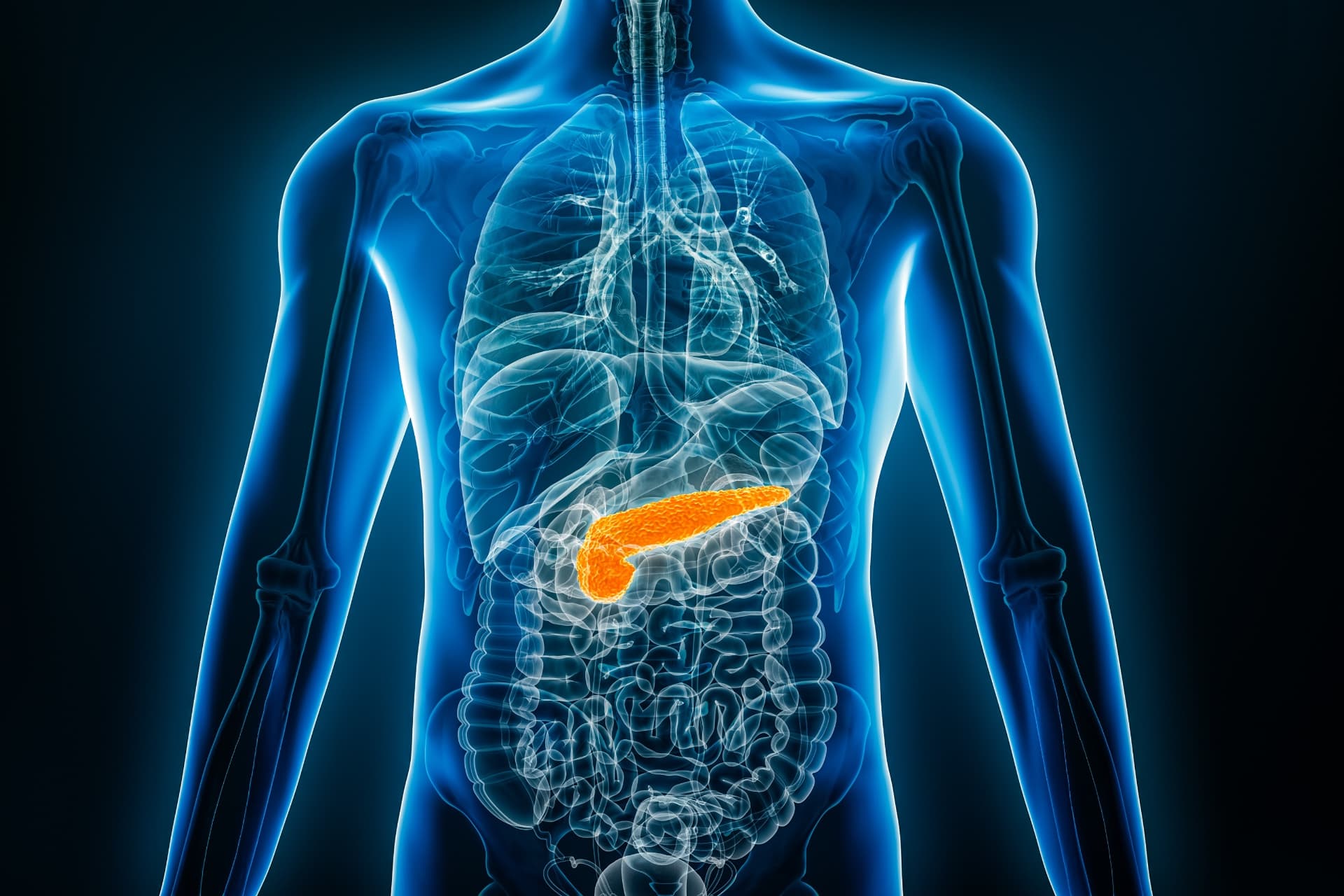 Anatomical illustration of the pancreas